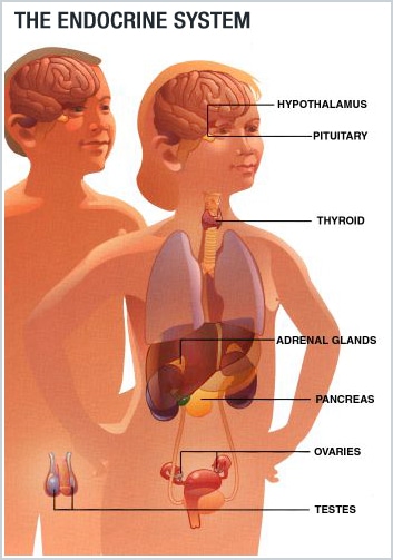 pituitary gland testing