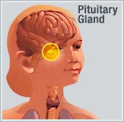 pituitary gland model